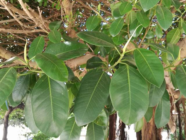 Quale Ficus?  Ficus rubiginosa o  suo ibrido